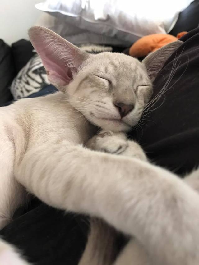 20108586_1557543977641416_5455009008350912651_n