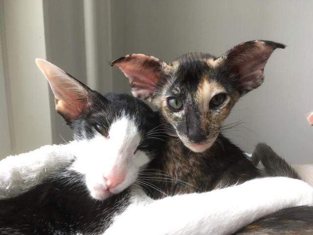 22851726_763356080515378_8705222212036235176_n