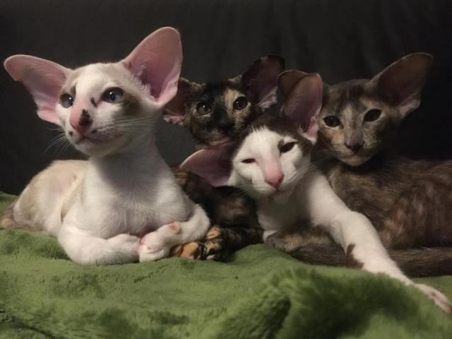 23434901_10212658426689150_2743845496343087346_n